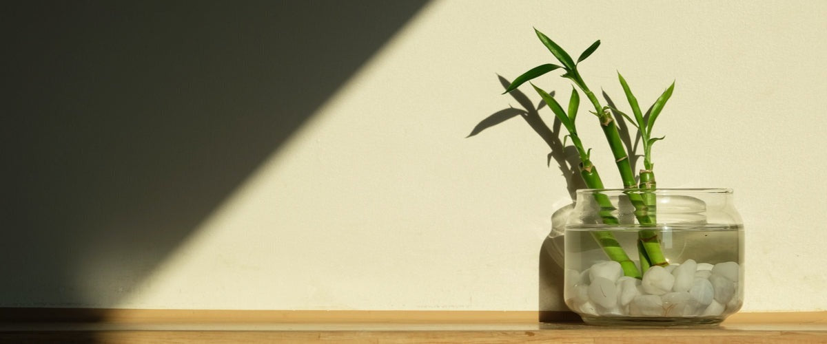 Bulbs & Bamboos