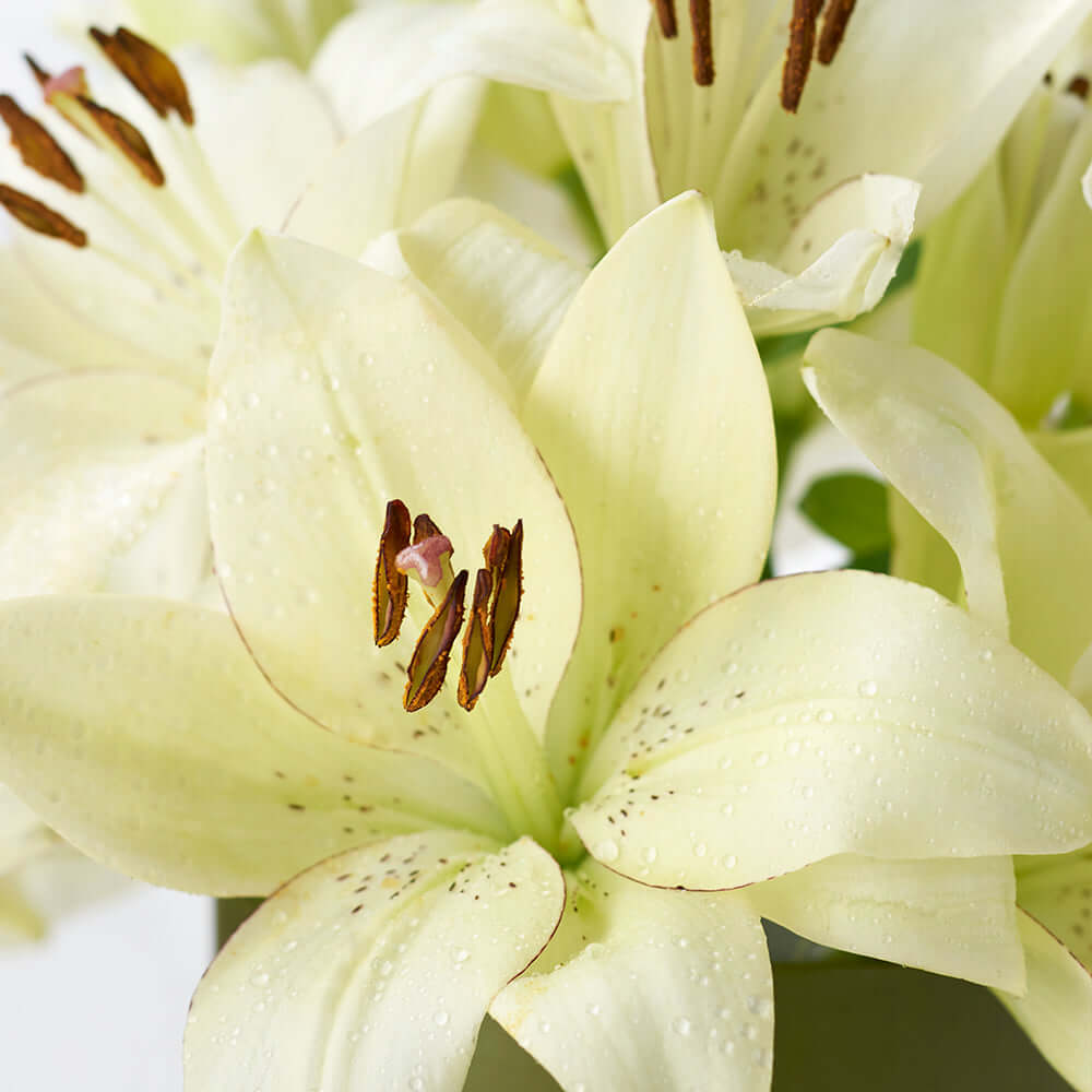 Cornsilk Surprise Lilies Box Arrangement, from America Blooms - Same Day America Delivery.
