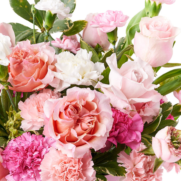 カーネーション CARNATION EARLY YEARS BOX DazzlingRose_CarnationGiftBox1