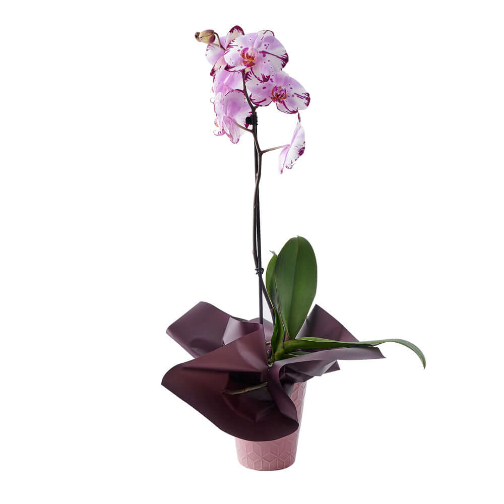 Elegant Large Pink Orchid Plant for Home or Office – how the gift is presented