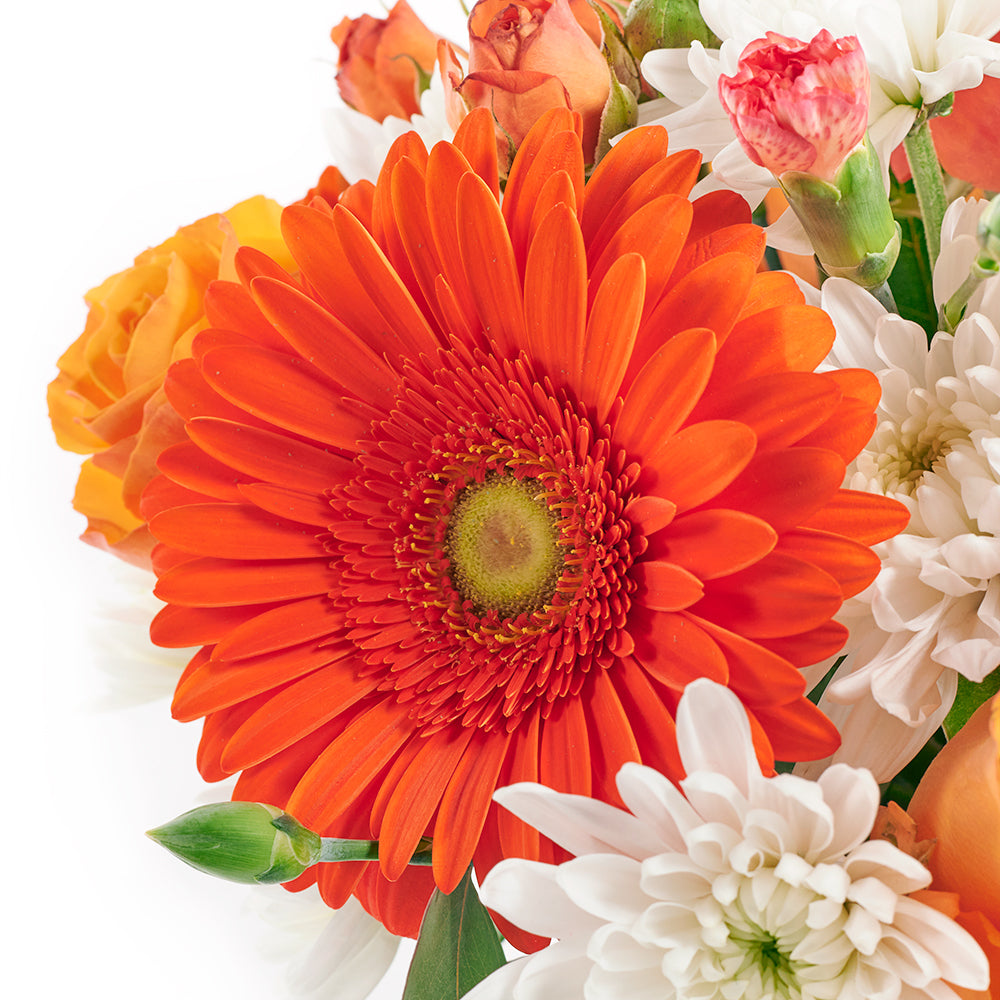 Forever Young Daisy Box - Mix Flower Hat Box Gift - Blooms America Delivery