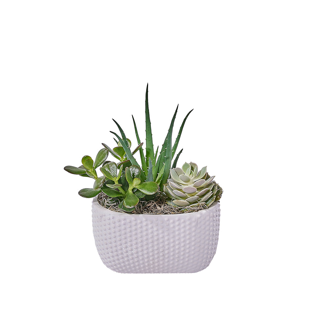 Succulent Plants Garden in Slim Textured Planter – how the gift is presented