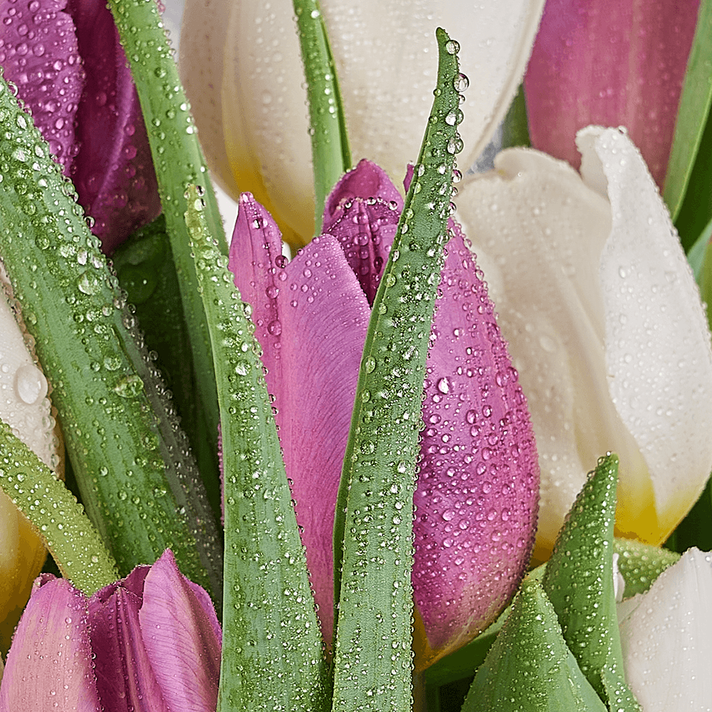 Lilac White Tulip Bouquet – how the gift is presented