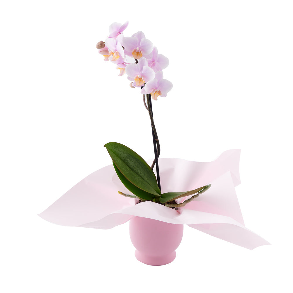 Orchid Plant with Pink Blooms – how the gift is presented