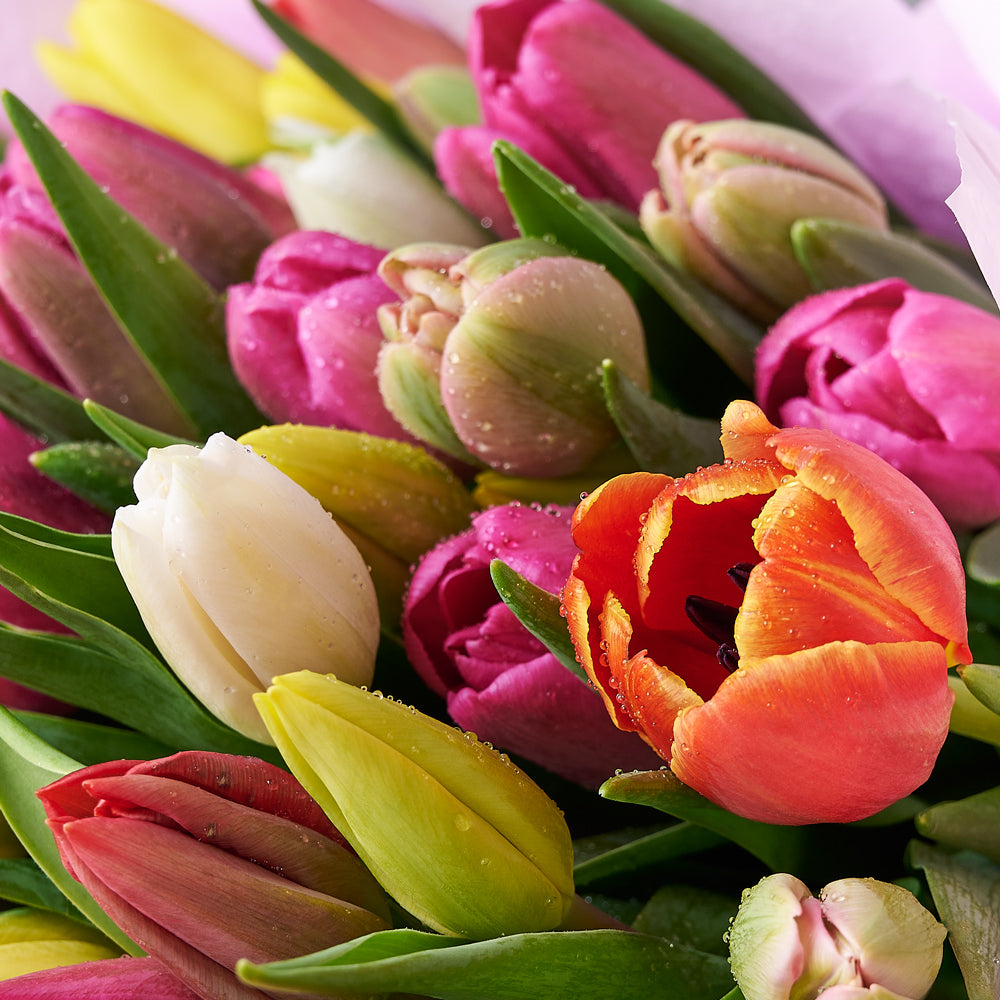 50 Tulip Bouquet in Flower Box with Paired Wine Gift – how the gift is presented