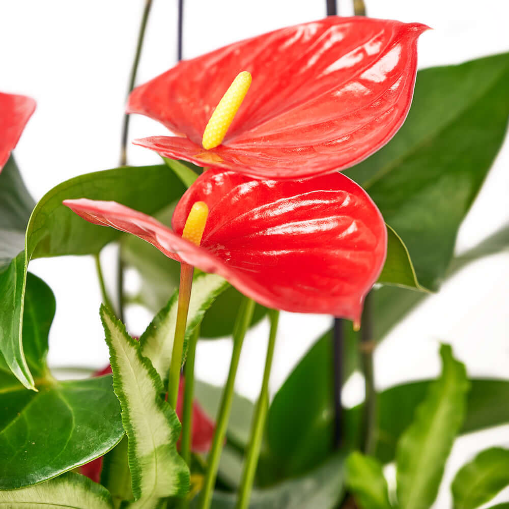 Tropical Orchid Arrangement, Orchid and Anthurium Potted Arrangement from America Blooms - America Delivery.