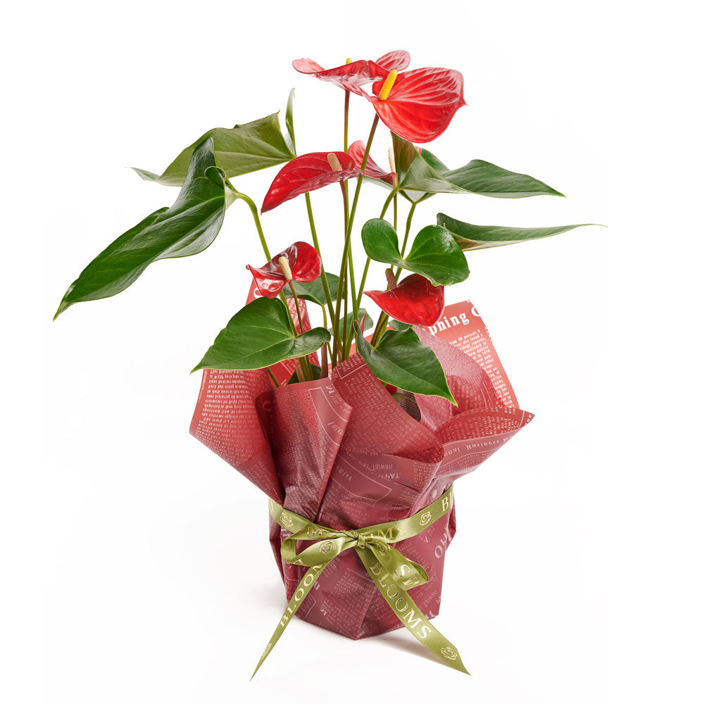 Flamingo Plant Arrangement - Floral Gift - America Blooms-America Blooms Delivery