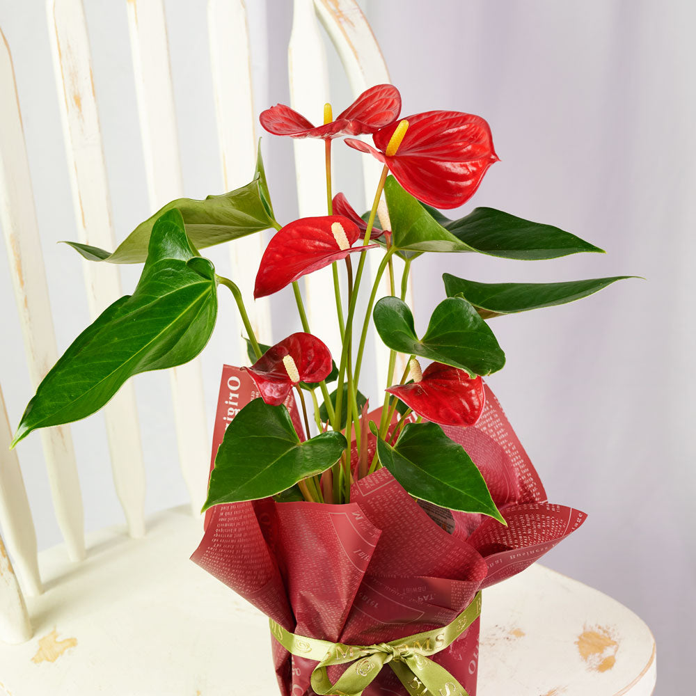 Lush Potted Anthurium Plant, 15-Inch Height – how the gift is presented