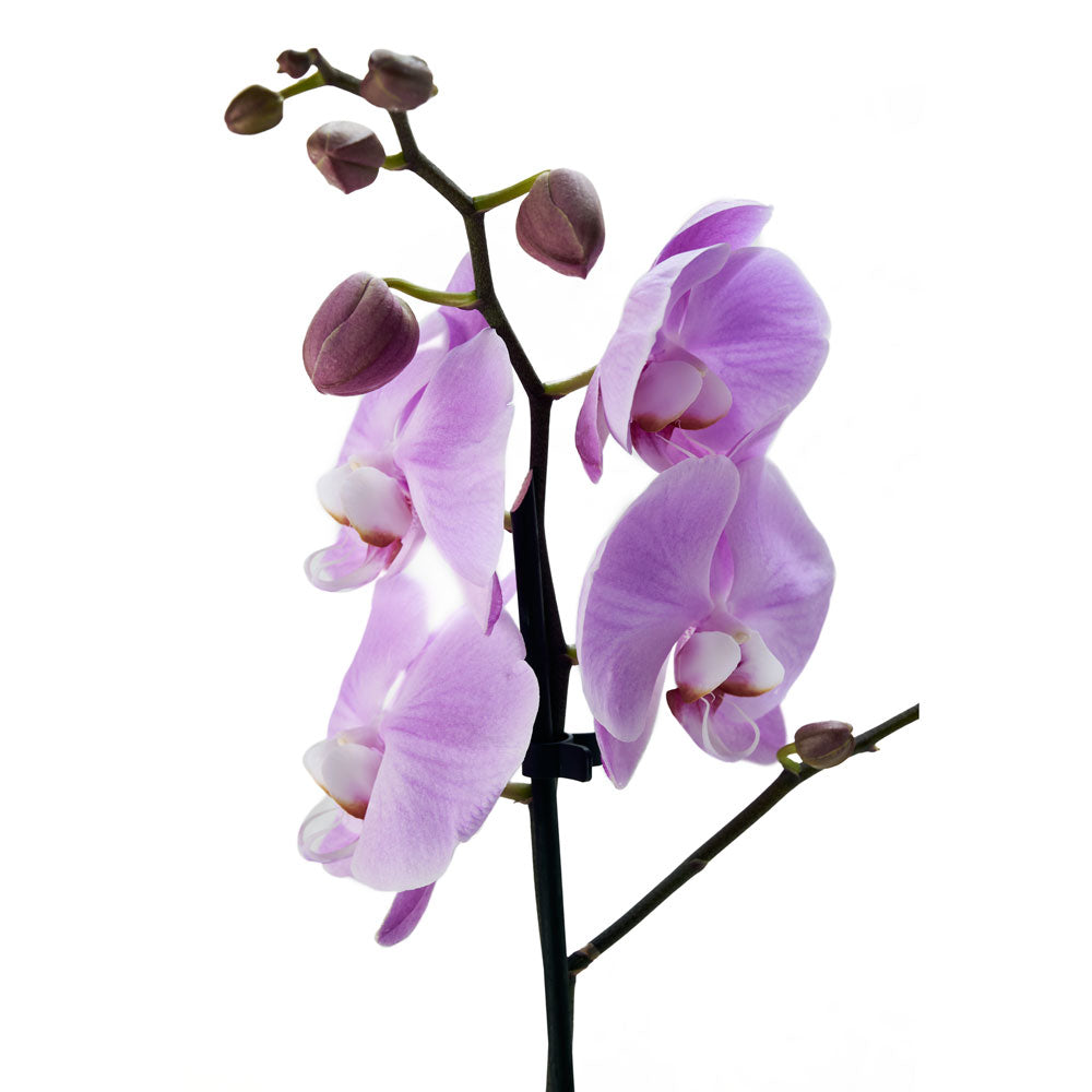 Purple Orchid Plant with BOSS Extra Dark Chocolate in White Planter – how the gift is presented