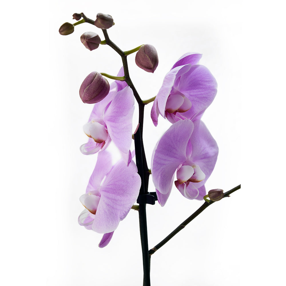 Floral Treasures Exotic Orchid Plant. Blooms America Delivery