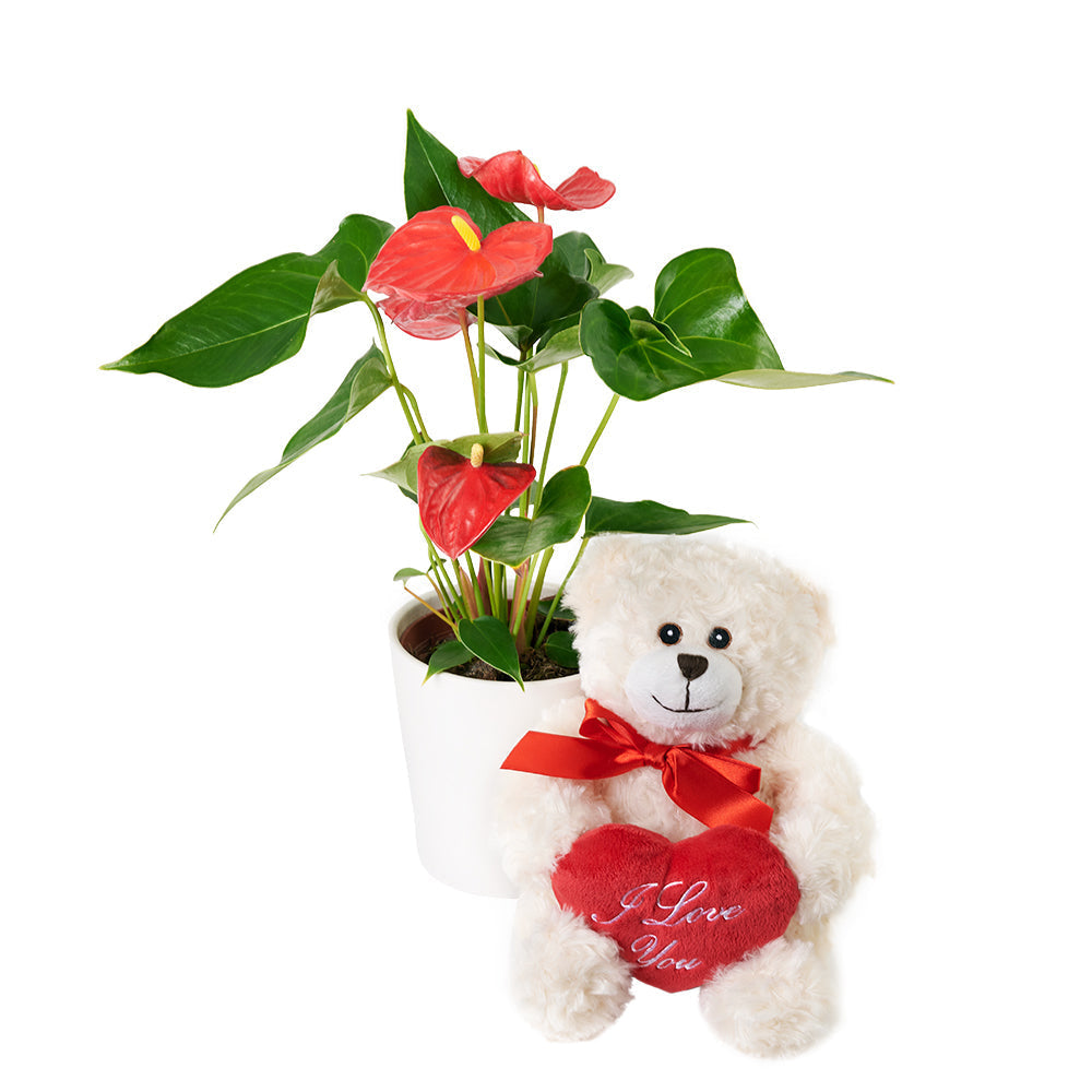 For My Love Flower Gift - Anthurium and Teddy Bear Gift Set - America Blooms Delivery