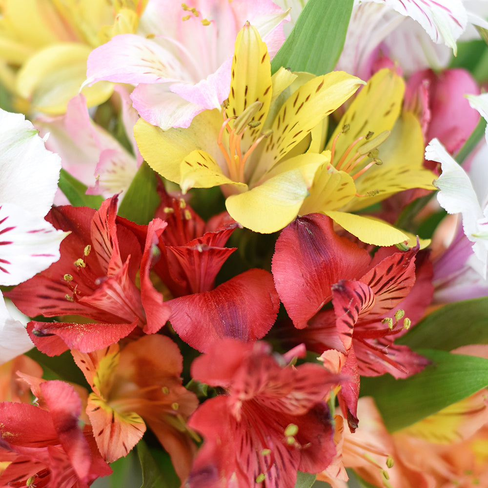 Our Livewire Lilies Flower Gift & Chocolates set is crafted to deliver heartfelt wishes to your loved ones, no matter the occasion, from America Blooms - Same Day America Delivery.