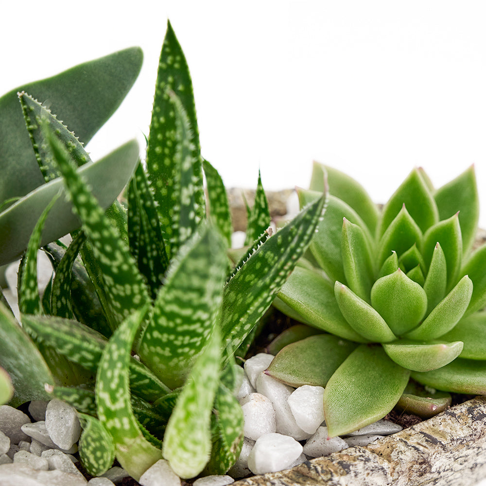 Blooms America Flower Delivery - Blooms America Flower Gifts - Plant Gifts - Cactus