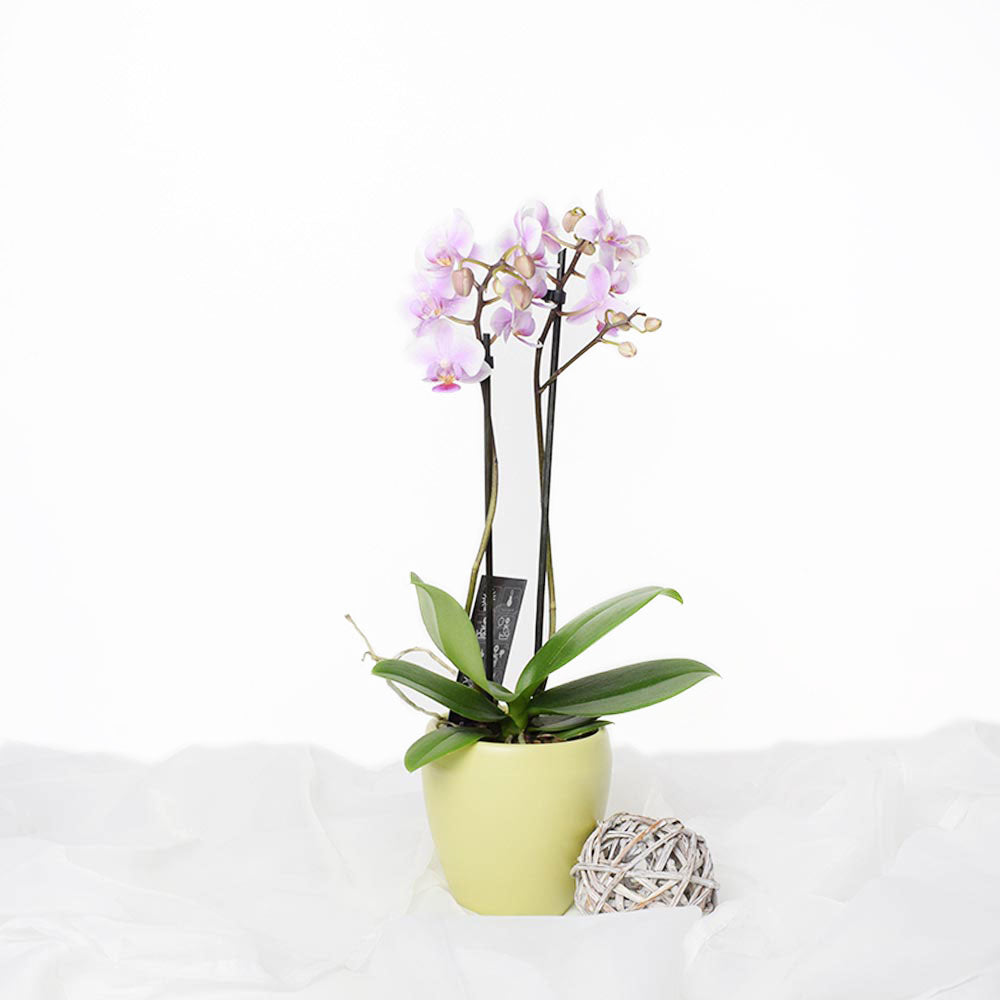 Pink Orchid Plant in Ceramic Vase – how the gift is presented