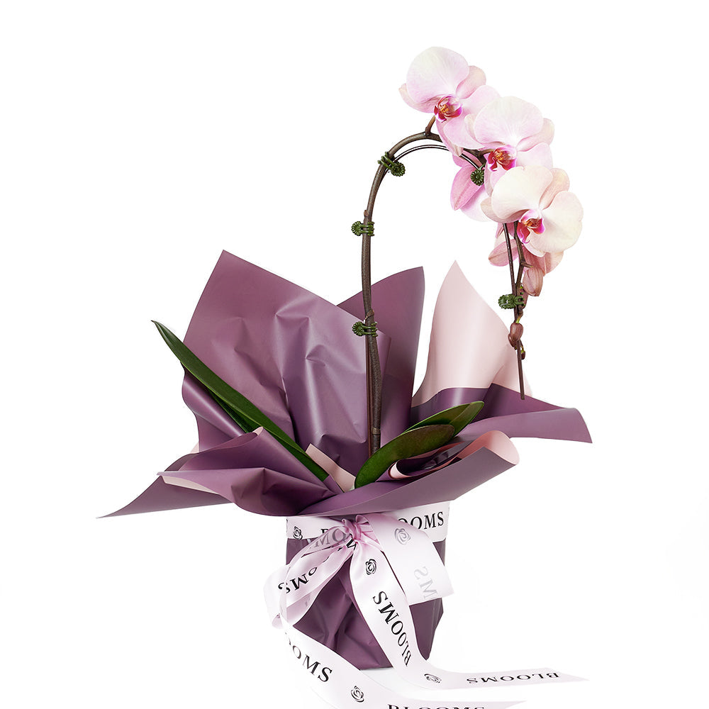 Orchid and Planter - Orchid Potted Plant Gift - America Blooms- America Blooms Delivery