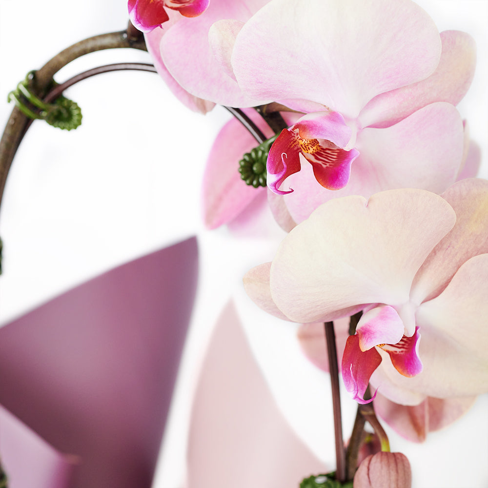 Orchid and Planter - Orchid Potted Plant Gift - Blooms America Delivery