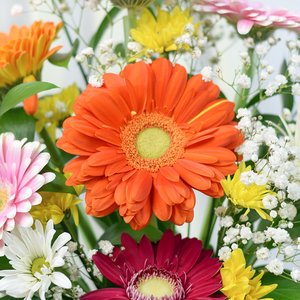 Premium Multi-Coloured Gerberas and Daisies Gift – how the gift is presented