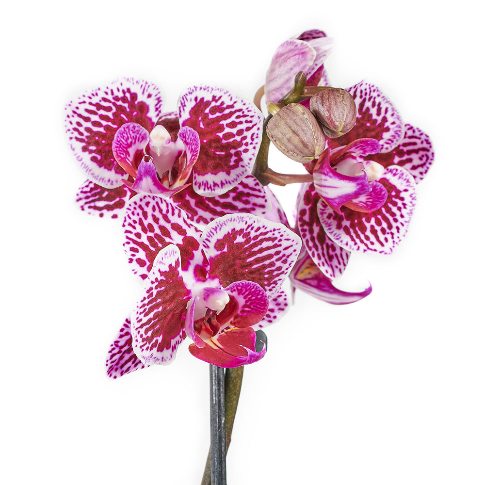 Potted Orchids and Bear - Flower and Plushie Gift Set - Blooms America Delivery