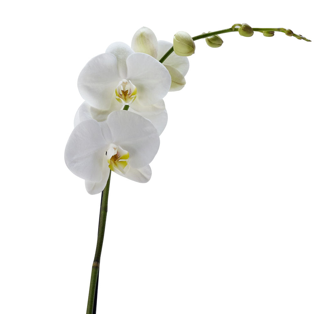 Deluxe White Orchid Plant – how the gift is presented