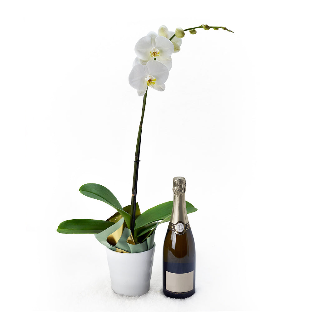 Deluxe Sparkling Wine and White Orchid Plant Gift in White Planter – how the gift is presented