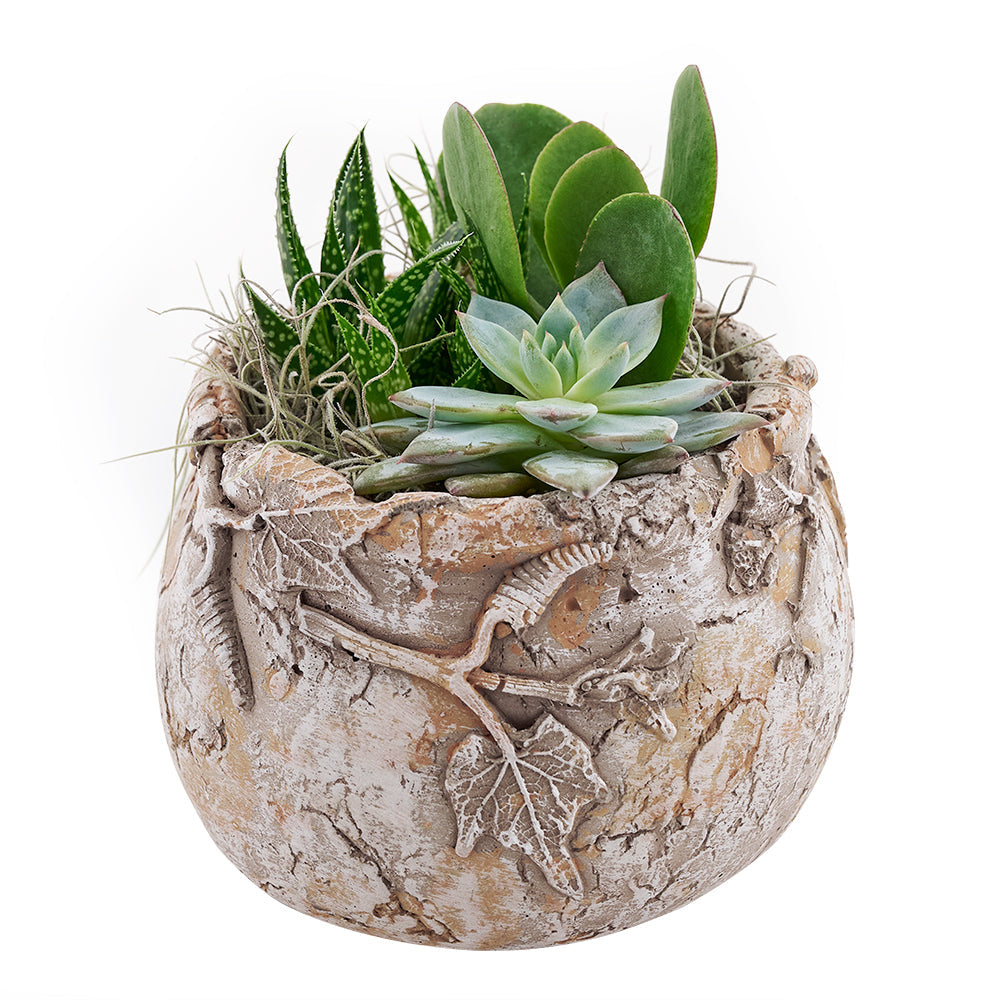 America Blooms Flower Delivery - America Flower Gifts - Plant Gifts - Cactus