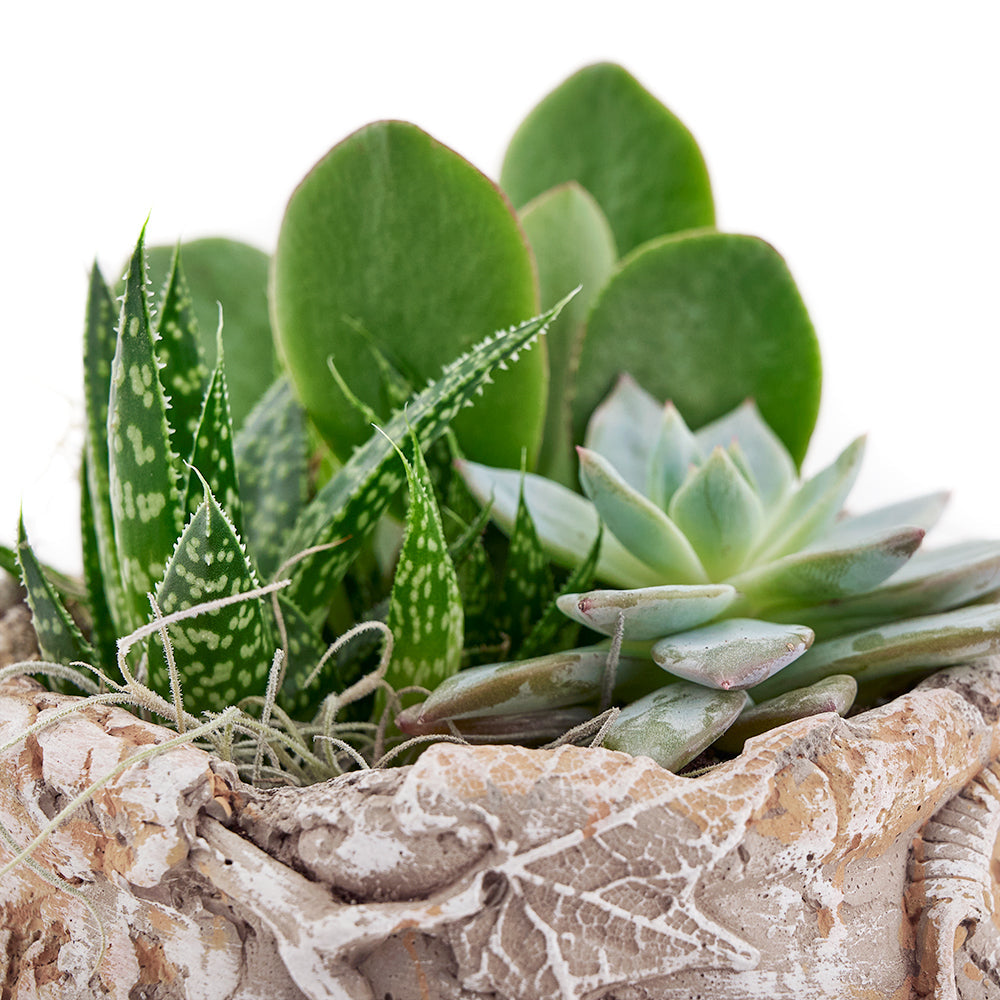 Lush Succulent Garden in a Decorative Pot – how the gift is presented