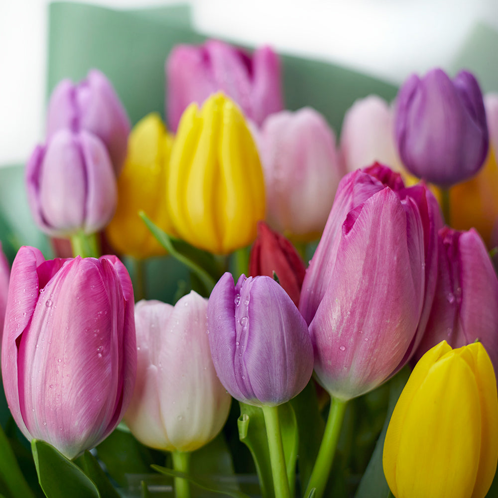 Blooms America Flower Delivery - Blooms america Flower Gifts - Pink Tulip Bouquet