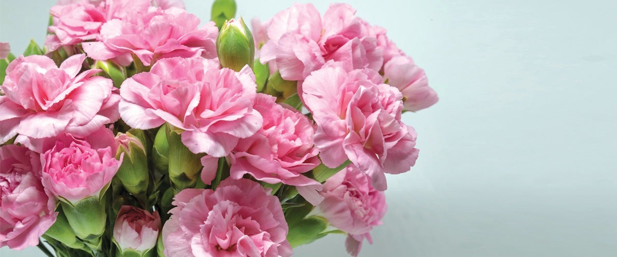 Carnations