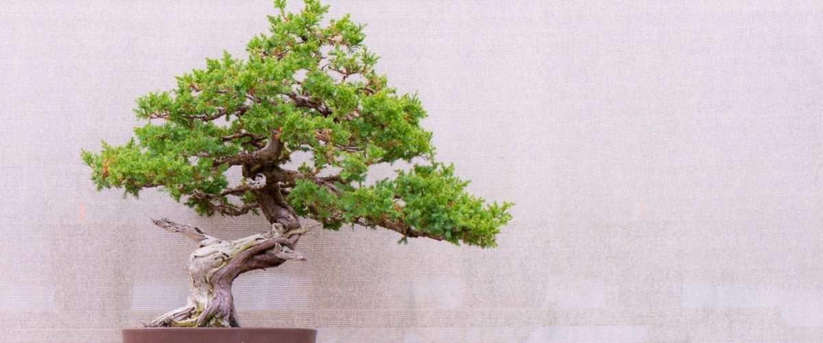 Bonsai & Tropical Plants