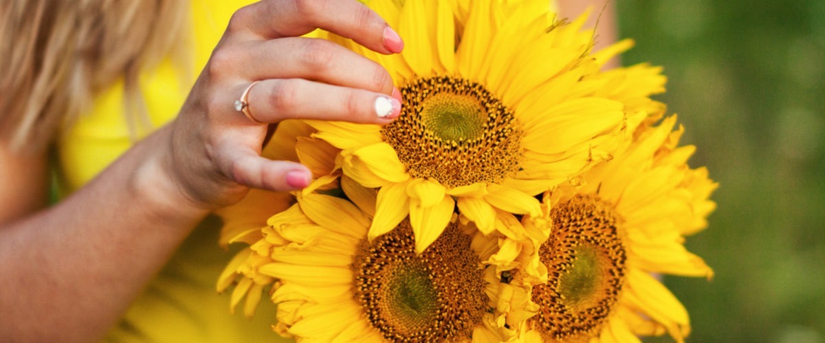 Sunflowers
