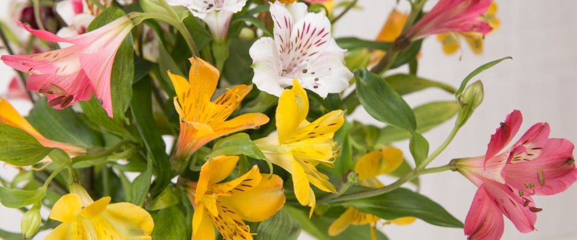 Alstroemeria / Peruvian Lilies