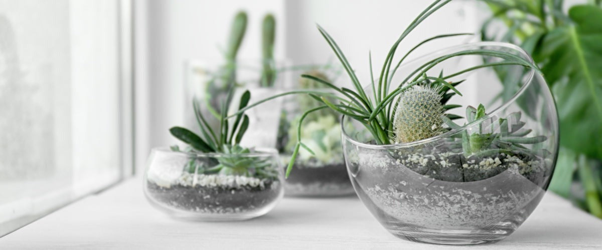 Terrariums