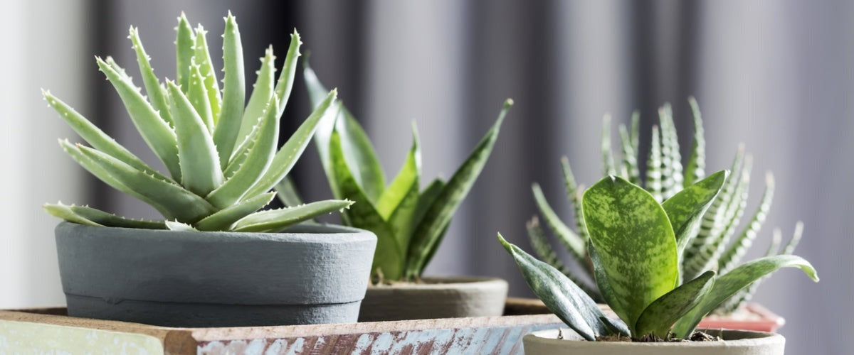 Aloe Vera