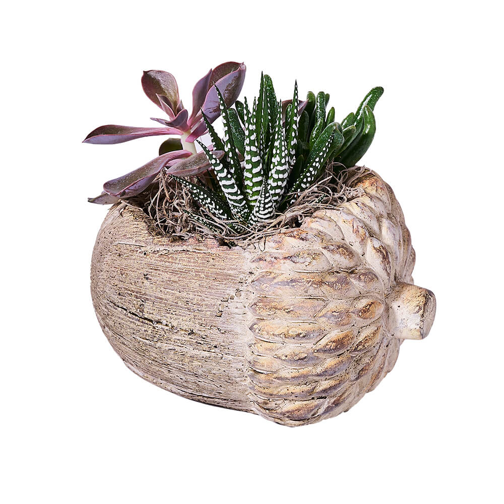 Succulents in Acorn Planter – how the gift is presented