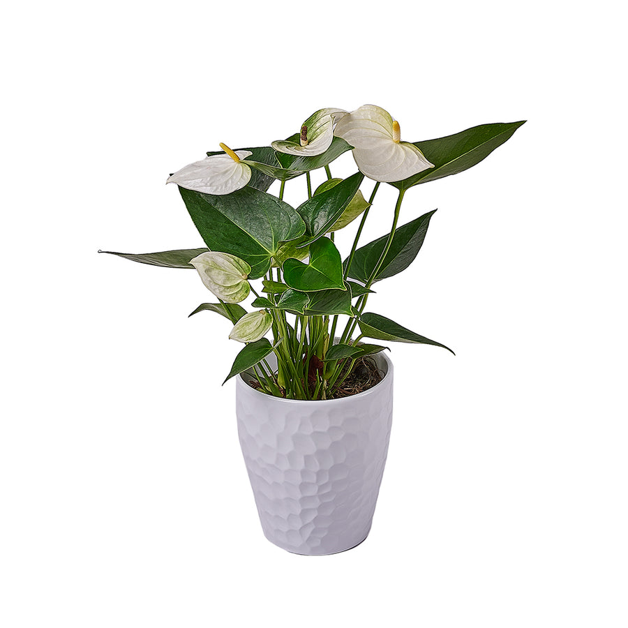 Admiration & Love Anthurium Flower, flower gift, flower, plant gift, plant, America delivery