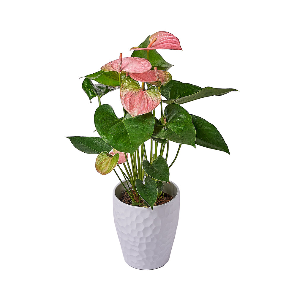 Blush Pink Anthurium Plant, plant gift, plant, flower gift, flower, America delivery