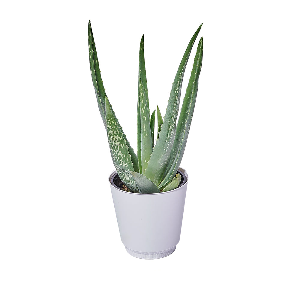 Aloe Vera Succulent in White Planter – how the gift is presented