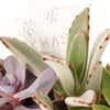 The Christmas Succulent Arrangement is a beautiful winter arrangement planted with assorted succulents. This succulent arrangement features a white planter and seasonal decorations. Send a special gift this season with Blooms America.