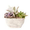 The Christmas Succulent Arrangement is a beautiful winter arrangement planted with assorted succulents. This succulent arrangement features a white planter and seasonal decorations. Send a special gift this season with America Blooms.