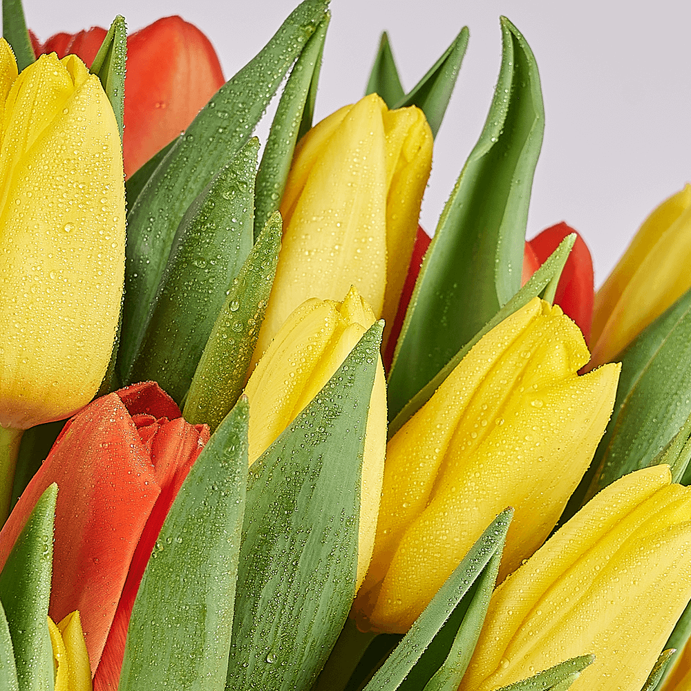 Country Garden Tulip Bouquet, tulip gift, tulips, seasonal flower gift, seasonal flowers, flower gift, flowers, America delivery