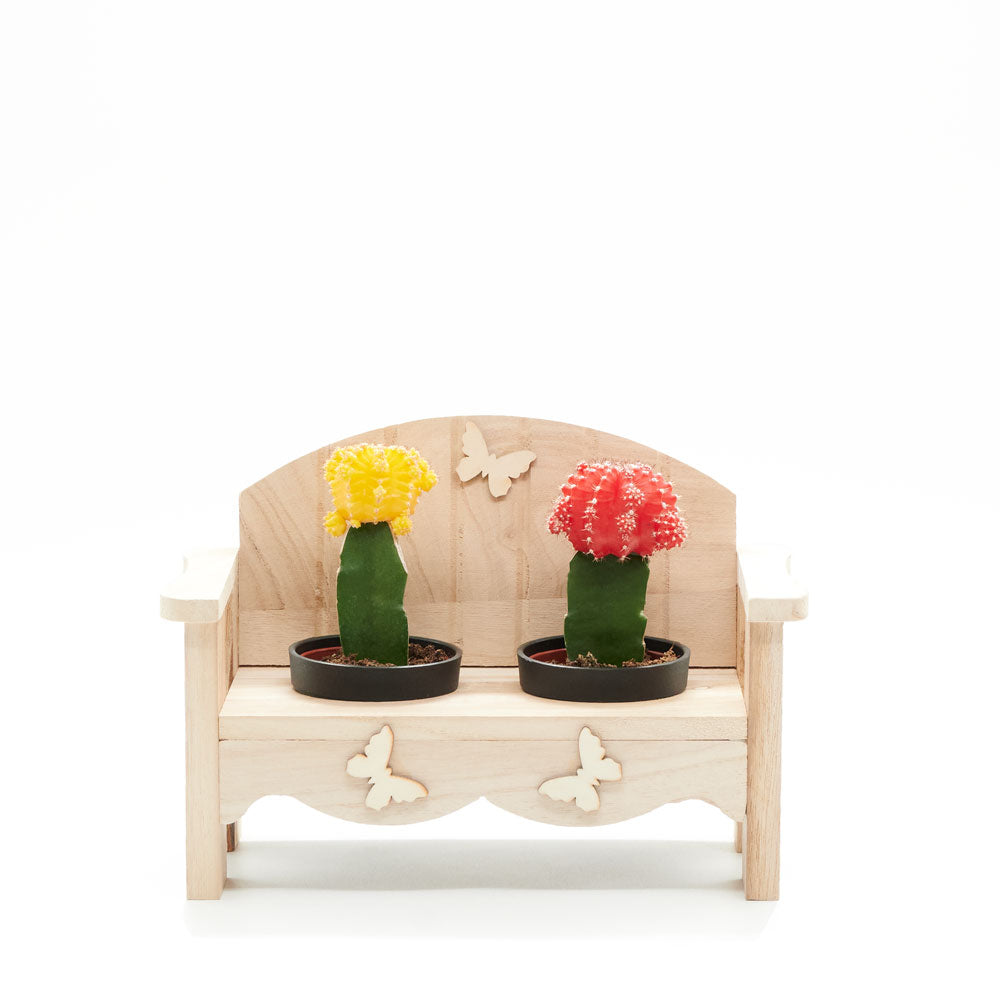 succulent bench Flower Gifts | Desert Bench Cactus Arrangement - America Delivery