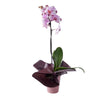 Elegant Orchid Plant, plant gift, orchid gift, orchid, America Blooms delivery, America Blooms delivery