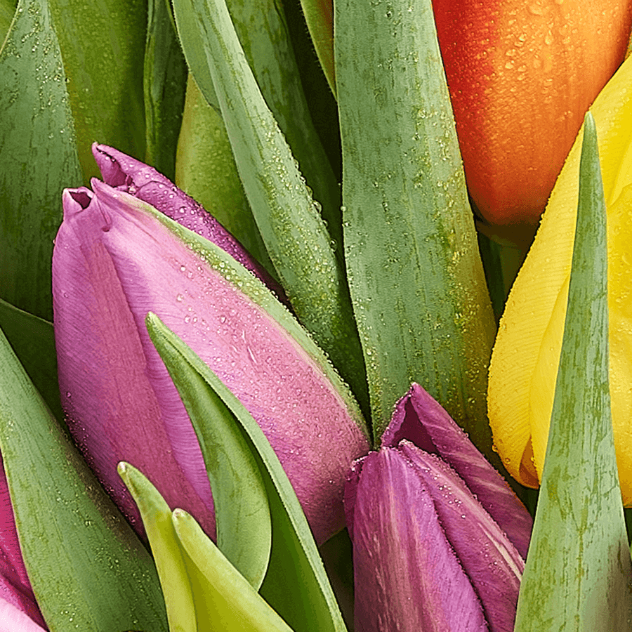 Encapsulated Elegance Tulip Bouquet