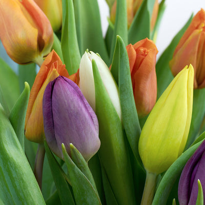 Multi-coloured tulip bouquet. America Delivery.