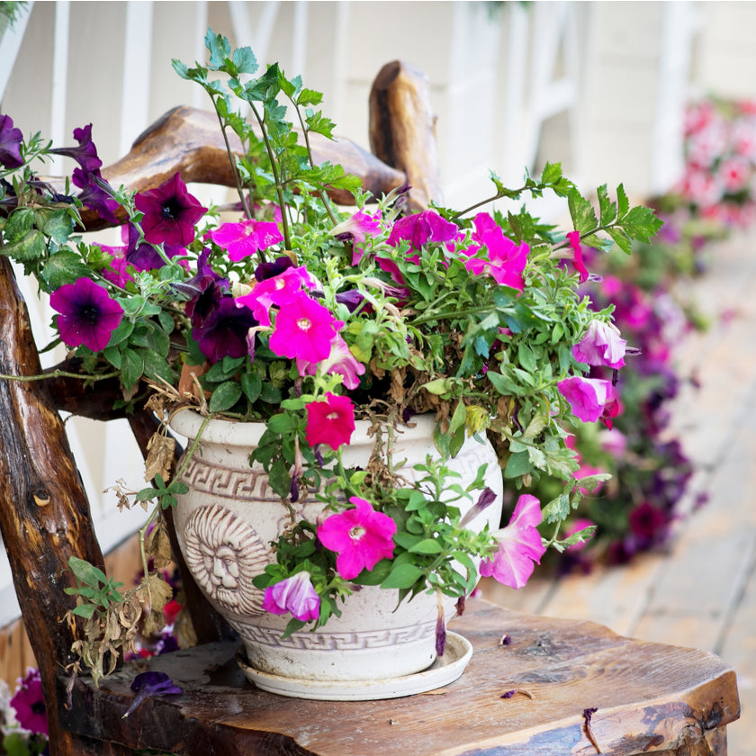 America Blooms Flower Delivery - America Blooms Flower Gifts 
