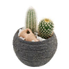 Forever Green Cactus Plant - America Cactus Gift - America Blooms Delivery
