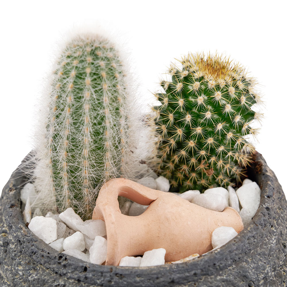 Rustic Stone Planter Featuring Twin Cactus Plants – how the gift is presented