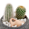 Forever Green Cactus Plant - America Cactus Gift - Blooms America Delivery