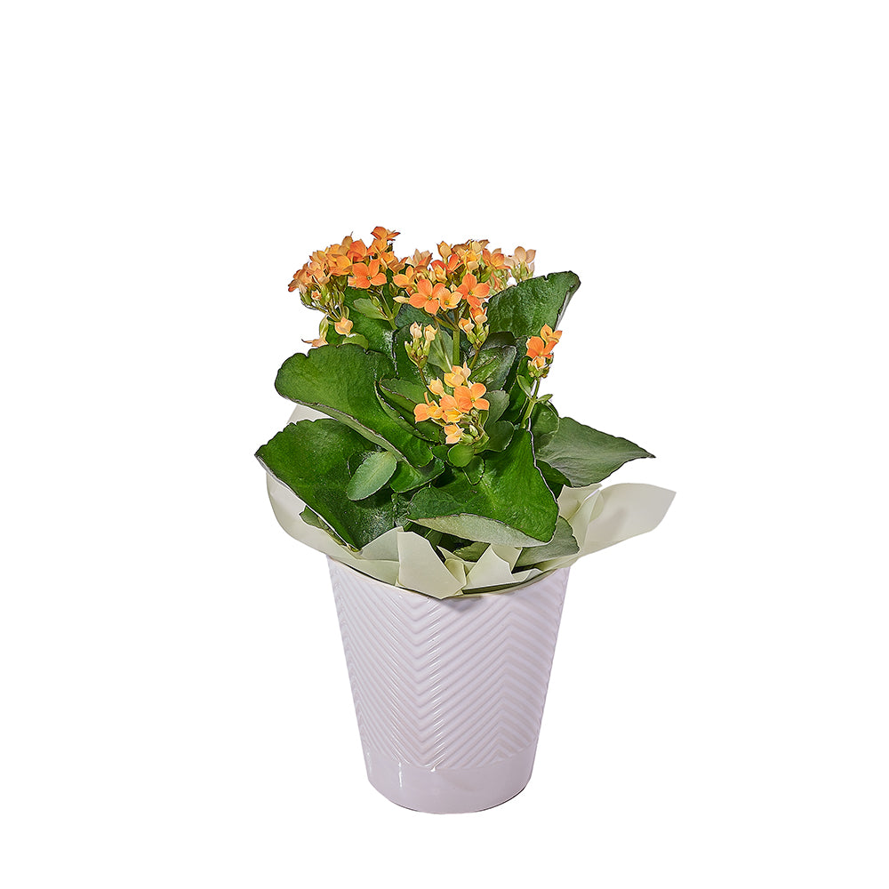 Blooming Kalanchoe Plant in Ceramic Planter – how the gift is presented
