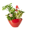 holiday,  Potted Flower,  christmas,  Flower Arrangement,  Floral Arrangement,  Set 23989-2021, floral arrangement delivery, delivery floral arrangement, christmas flowers blooms america, blooms america christmas flowers, America Blooms Delivery
